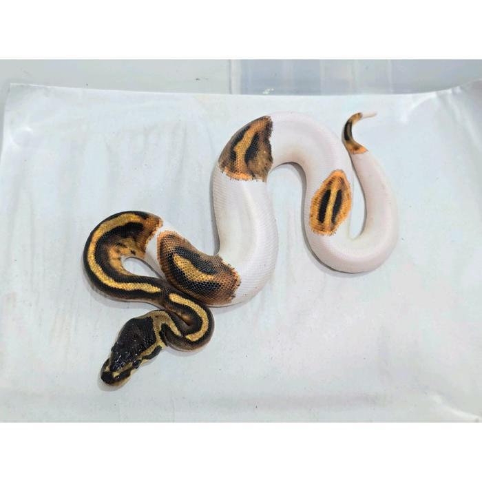 Ready Ball Python Pied Female Super Cakep