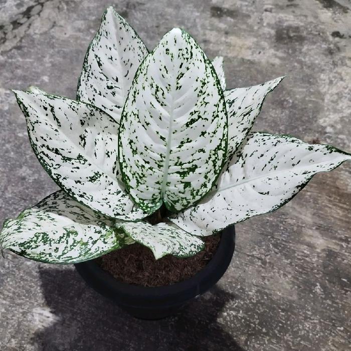 Aglaonema Big Leaf Daun Warna Putih Besar Tanaman Dekorasi Elegan Dalam Kondisi Sehat Packing Aman