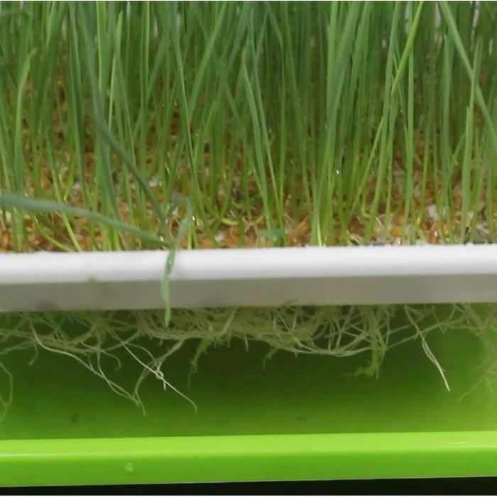 SALE TRAY MICROGREEN
