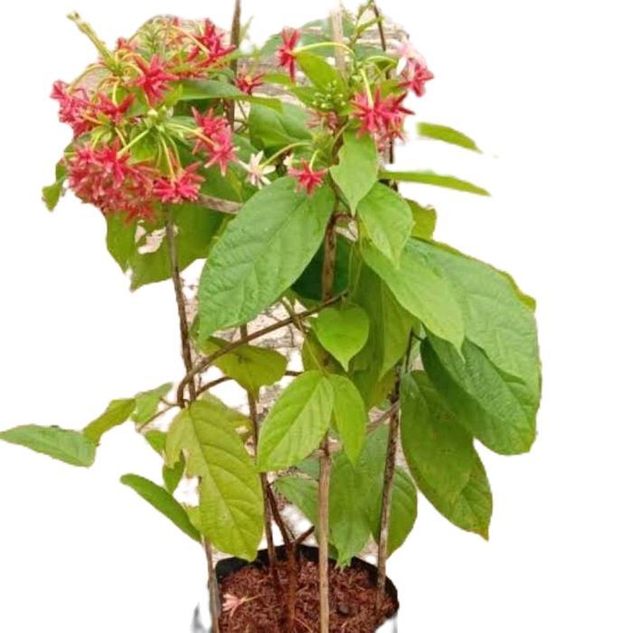 tanamanhias melati belanda - tanaman bunga melati belanda - bunga melati belanda - tanaman rambat