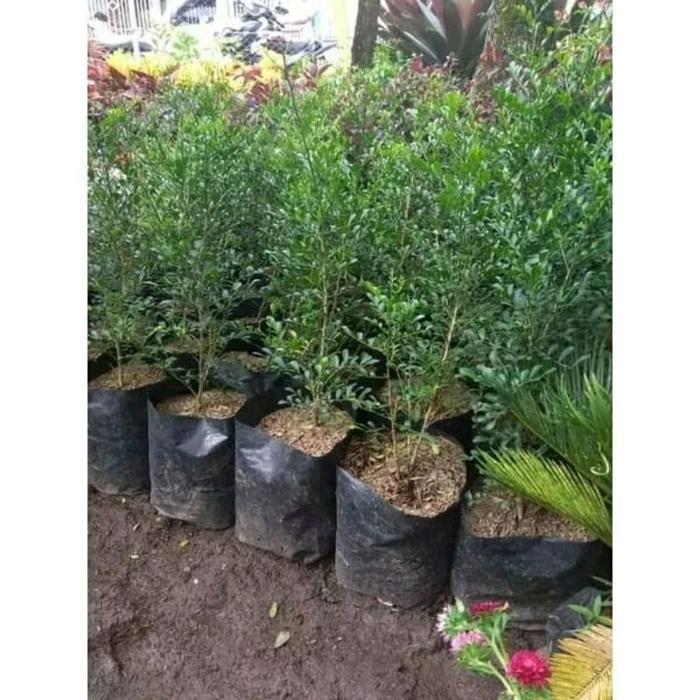 tanaman bunga kemuning micro daun kecil wangi bahan bonsai