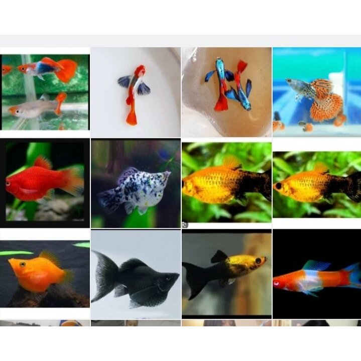 Molly platy balon (marbel-sunkist-black-Red-goldblack-santaclaus/Kohaku) hiasan aquarium/aquascape