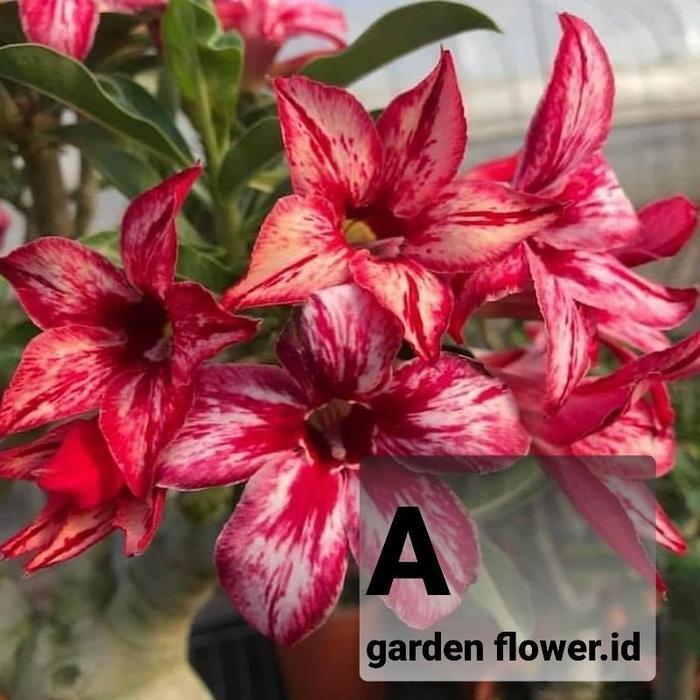 Kemboja Jepang - Adenium Tumpuk - Kamboja Jepang/ADENIUM BUNGA TUMPUK/ADENIUM BONGGOL BESAR/ADENIUM