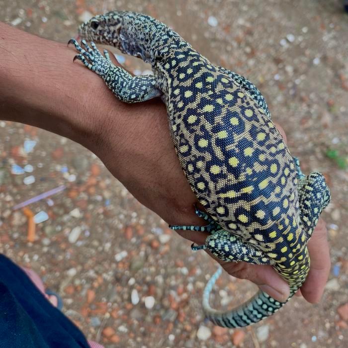 REDAY Terlaris Varanus doreanus pastel phase Baby up blushing SUPER calon silver no varanus