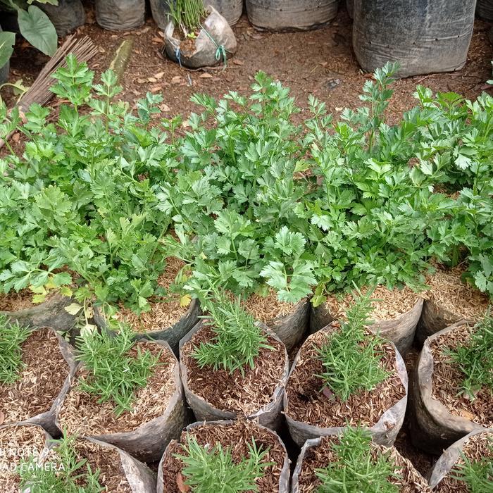 Terbaru Tanaman Seledri, Pohon Seledri, Seledri