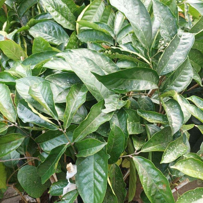 READY Bibit Duku Longkong Premium super unggul cepat berbuah