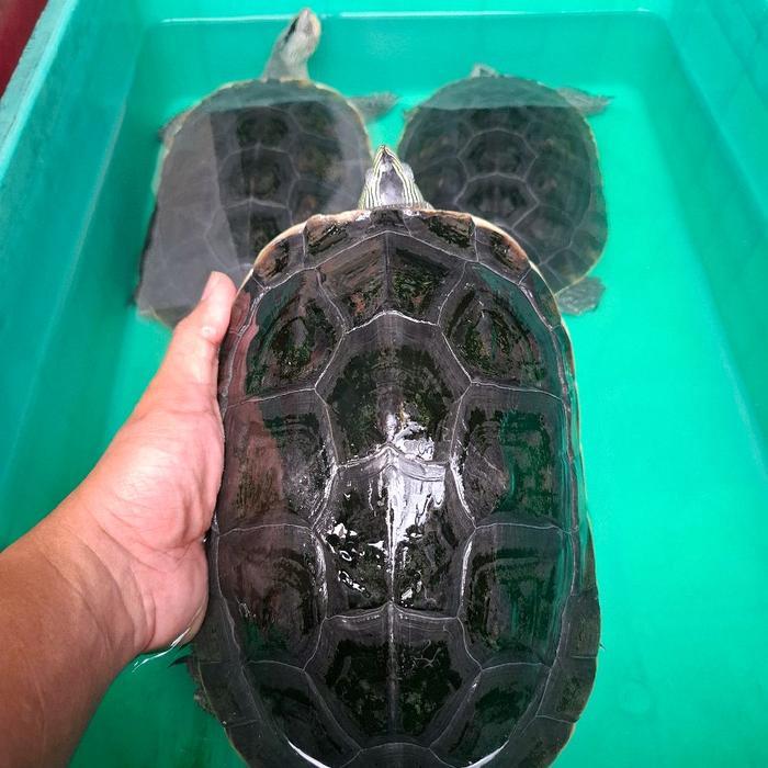 Spesial Promo Ocadia sinensis Mauremys Kura Air