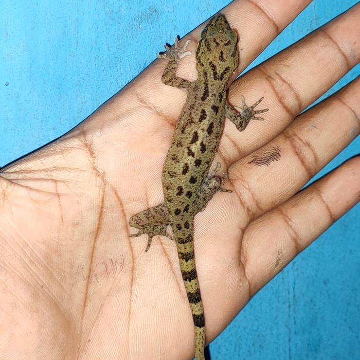 NEW Ready cicak batu cyrtodacus marmoratus