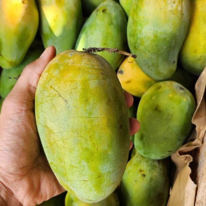 Buah Mangga harum manis / Buah mangga harum manis super