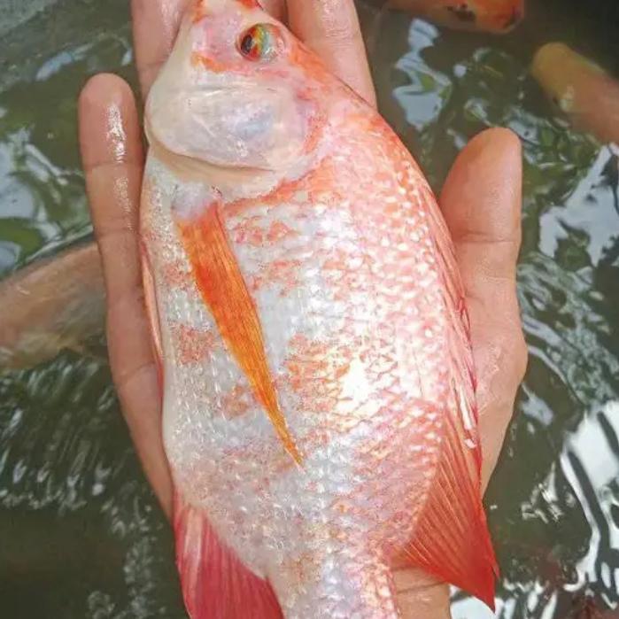Indukan Nila Bangkok Merah Terbaru 