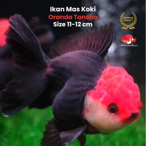 Mas Koki Black Tancho Size 11-12 Cm Kualitas Terbaik Rapih Garansi Terbaru 