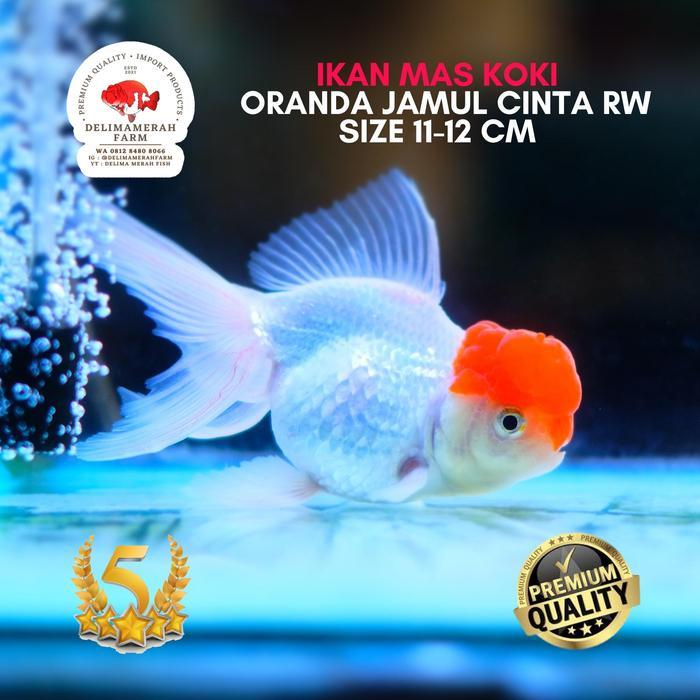 Ikan Mas Koki Oranda Jambul Cinta Rw Size 11-12 Cm Terbaru 