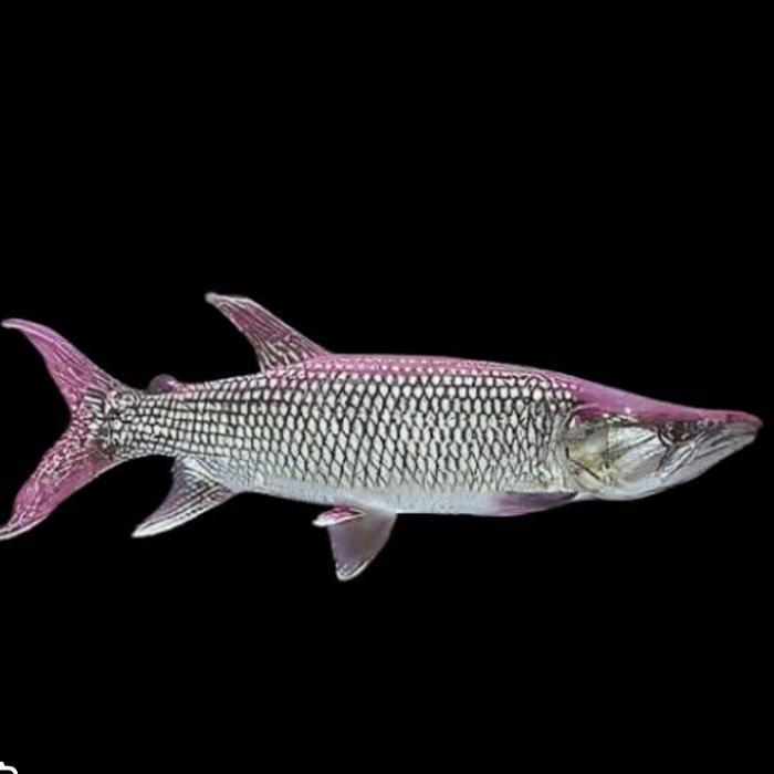Ikan Odoe Pike Size 17-18Cm Terbaru 