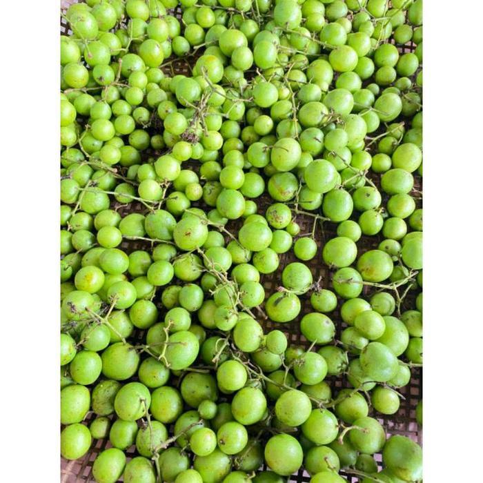 TERLARIS BUAH JATAKE GANDARIA RAMANIA Frozen