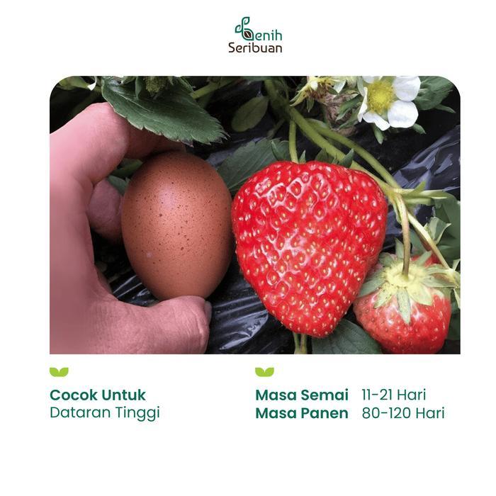 Benih Buah Strawberry Jumbo Premium - Benih Seribuan