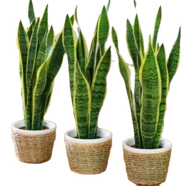 sansivera lidah mertua - tanamanhias sansivera kuning - lidah mertua kuning -sansivera lifah mertua