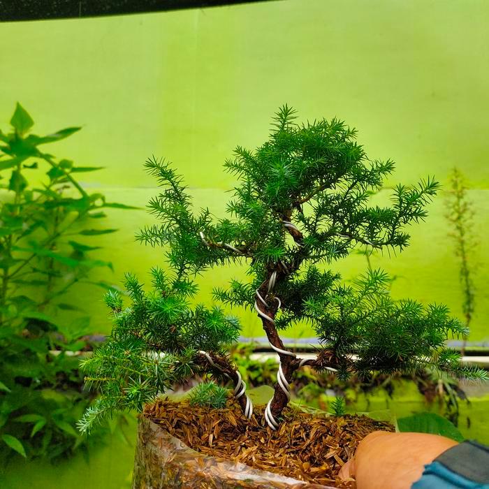 tanaman bonsai 1paket sudah jadi tinggal pajang murah