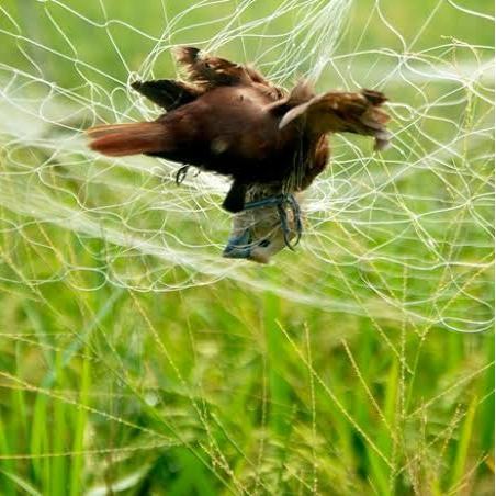Jaring burung blekek mandar belibis jaring padi TERMURAH jaring sawah bonus 2 tali