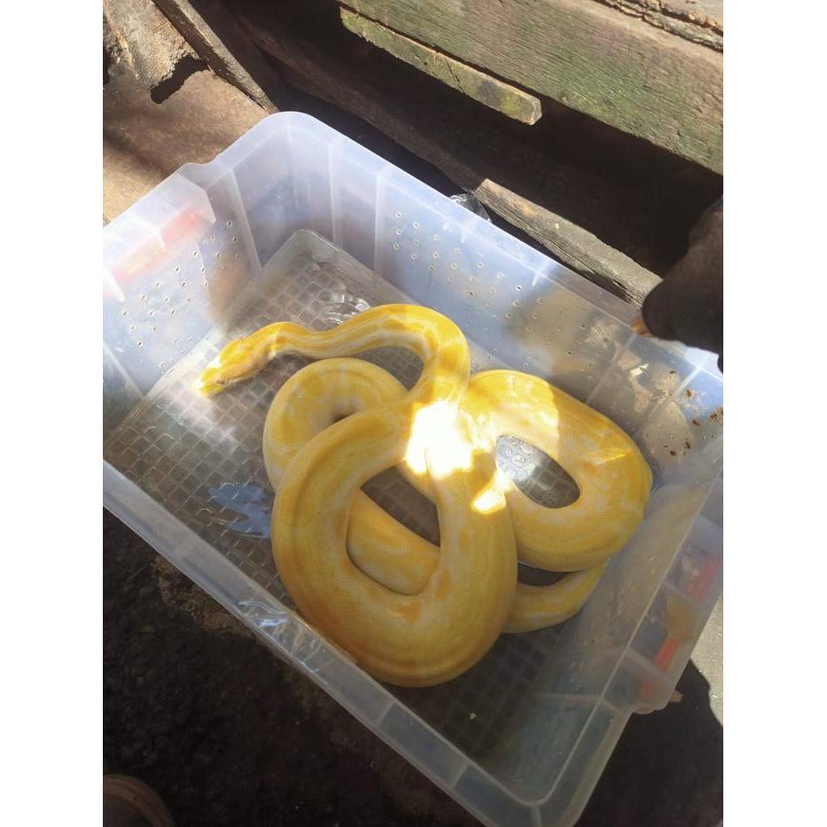 REDAY Terlaris Molurus albino Promo Murah