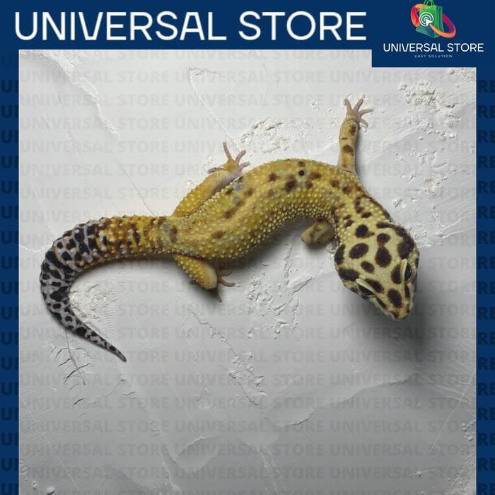REDAY Terlaris Gecko Emerine Super Giant Class Tremper Reptil Promo Murah