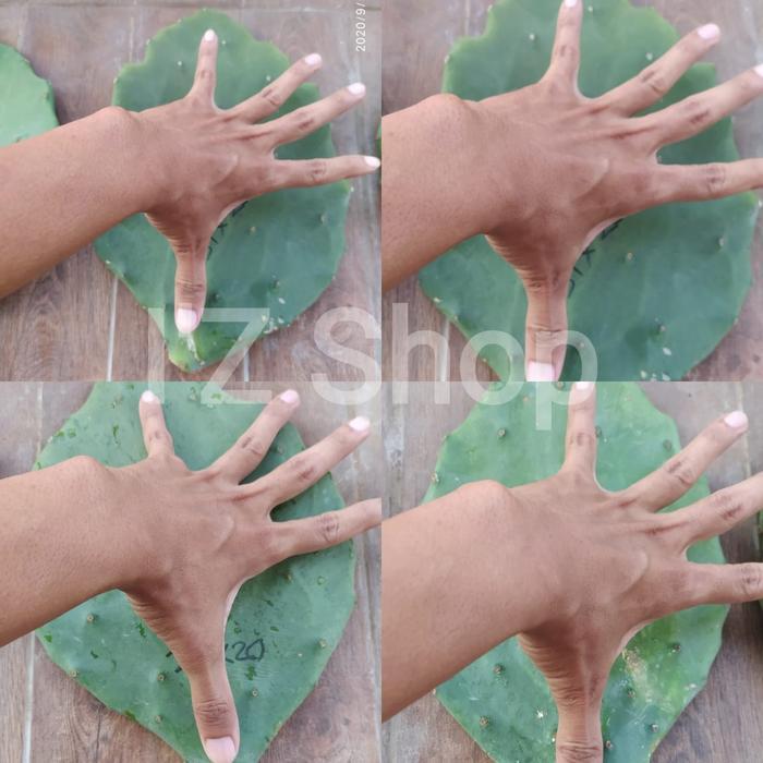 Terbaru Kaktus Centong Opuntia Gomei