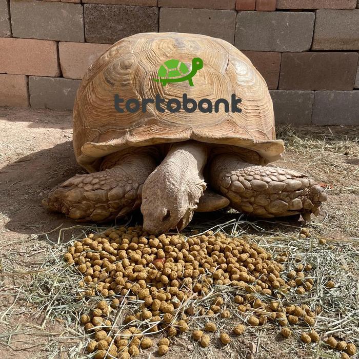 Viva - Zulife Tortoise Diet - Pelet Kura Darat Tortoise Food - Pelet Sulcata - Makanan Sulcata -