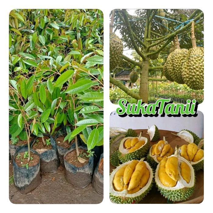 Moms_Syafa Bibit Durian Musangking Okalasi Bibit Durian Musangking Super