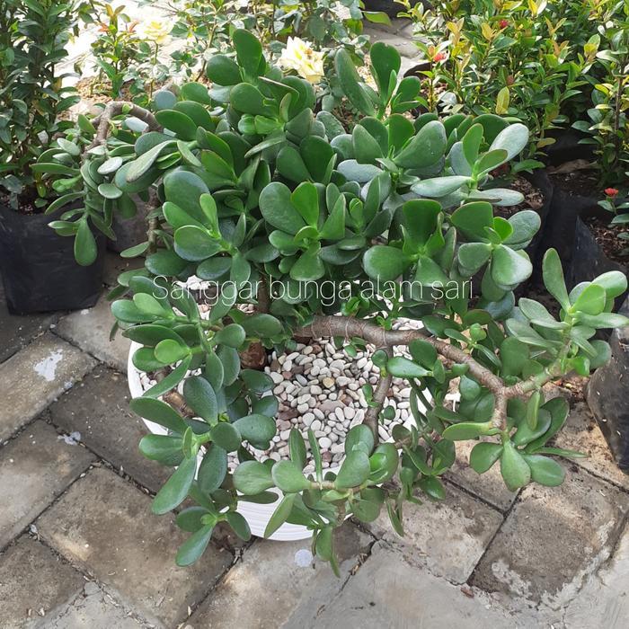 SALE Tanaman Hias Indoor Kaktus Jade Plant Hijau Besar + Pot Dan Batu/CRASSULA OVATA/POHON UANG