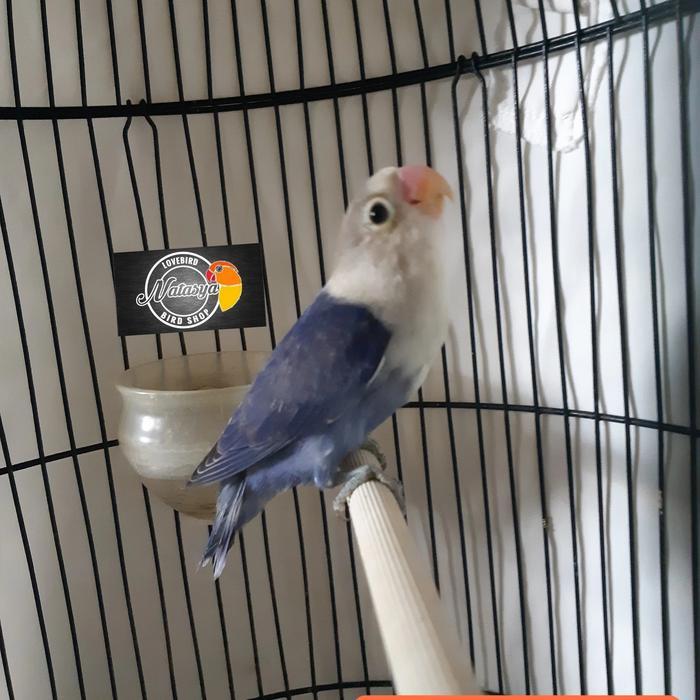 Terlariss LOVEBIRD VIOLET