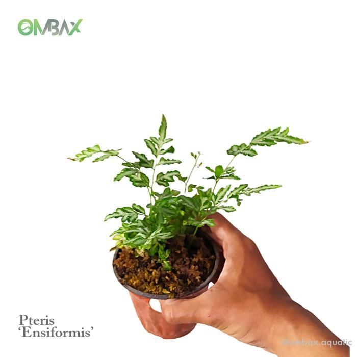 Pteris 'Ensiformis' - Pakis / Tanaman Paludarium