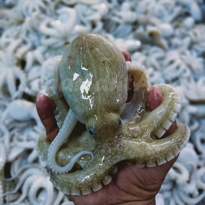 Ready BB Gurita / Baby Octopus / Baby Guita / Octopus / Gurita Segar / Baby Octopus / Gurita Segar /