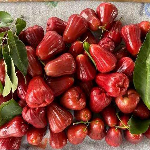 Jambu citra / jambu citra merah