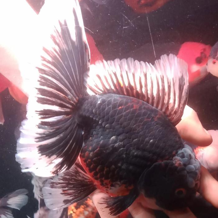 Ikan Hias Mas Koki Oranda Suju Super Jumbo Grade Fancy Quality Terbaru 