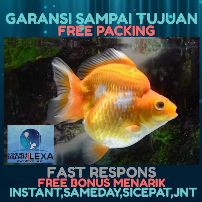 Ikan Koki Ryukin Terbaru 