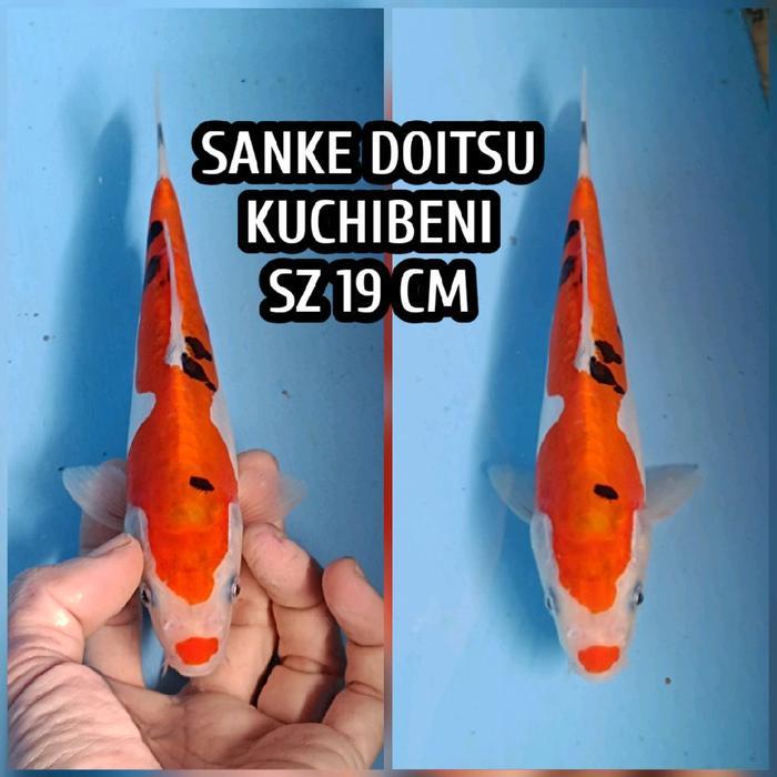 Koi Sblitar Sanke Doitsu Ready Juga Chagoi Kohaku Showa Shiro Utsuri Terbaru 
