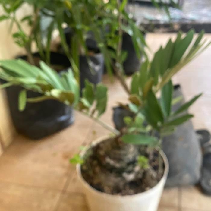 Tanaman Hias Zamia Furfuracea // Sikas Zamia