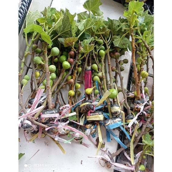 READY STOK bibit cangkok kondisi sudah BERBUAH. bibit pohon buah tin ara f. buah surga. bibit buah