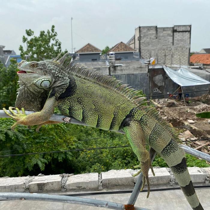 READY GE Iguana green jumbo mulus sehat