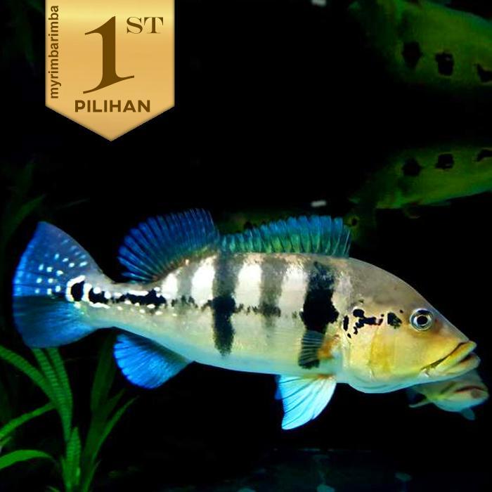 Diskon Baby Peacock Bass Blue Azul Ikan Hias Predator Hiasan Aquarium 6 Cm ++ Original