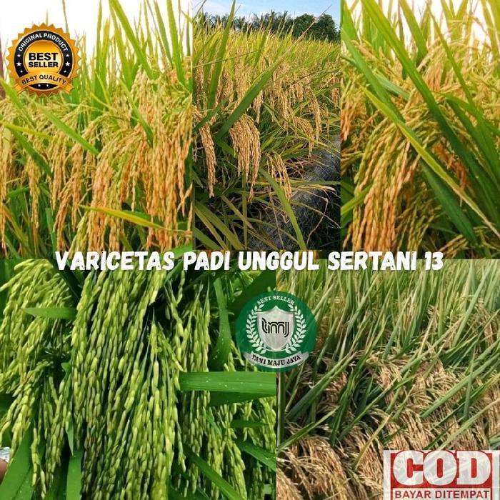 Bibit Padi Benih Padi Unggul Varietas Sertani 13 Kemasan 5 Kg