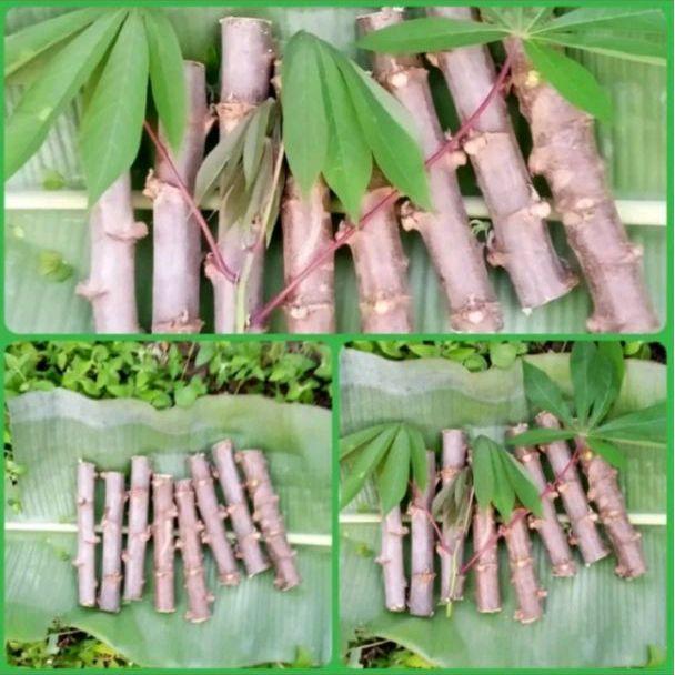 Bibit Stek Batang Singkong Keju - 10 Batang