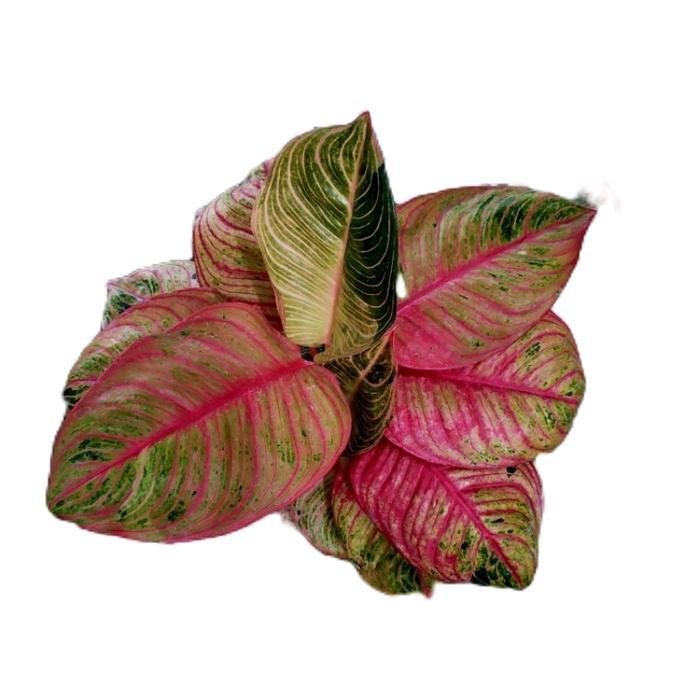 aglonema hughes - tanamanhias aglonema hughes - tanaman aglonema Hijau