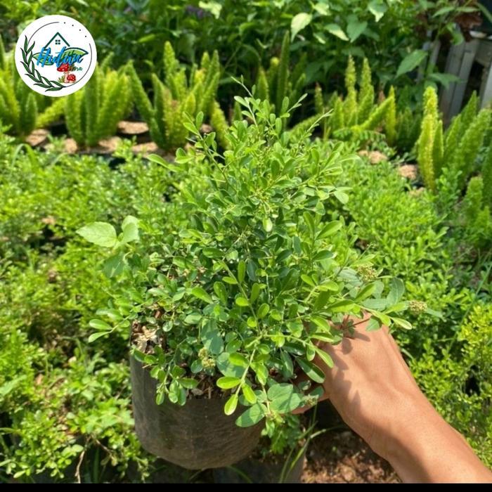 Bibit bonsai kemuning mikro - tanaman hias kemuning mikro