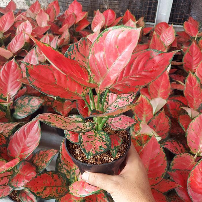 Aglonema Red Anjamani Lokal Dewasa Daun 8 9