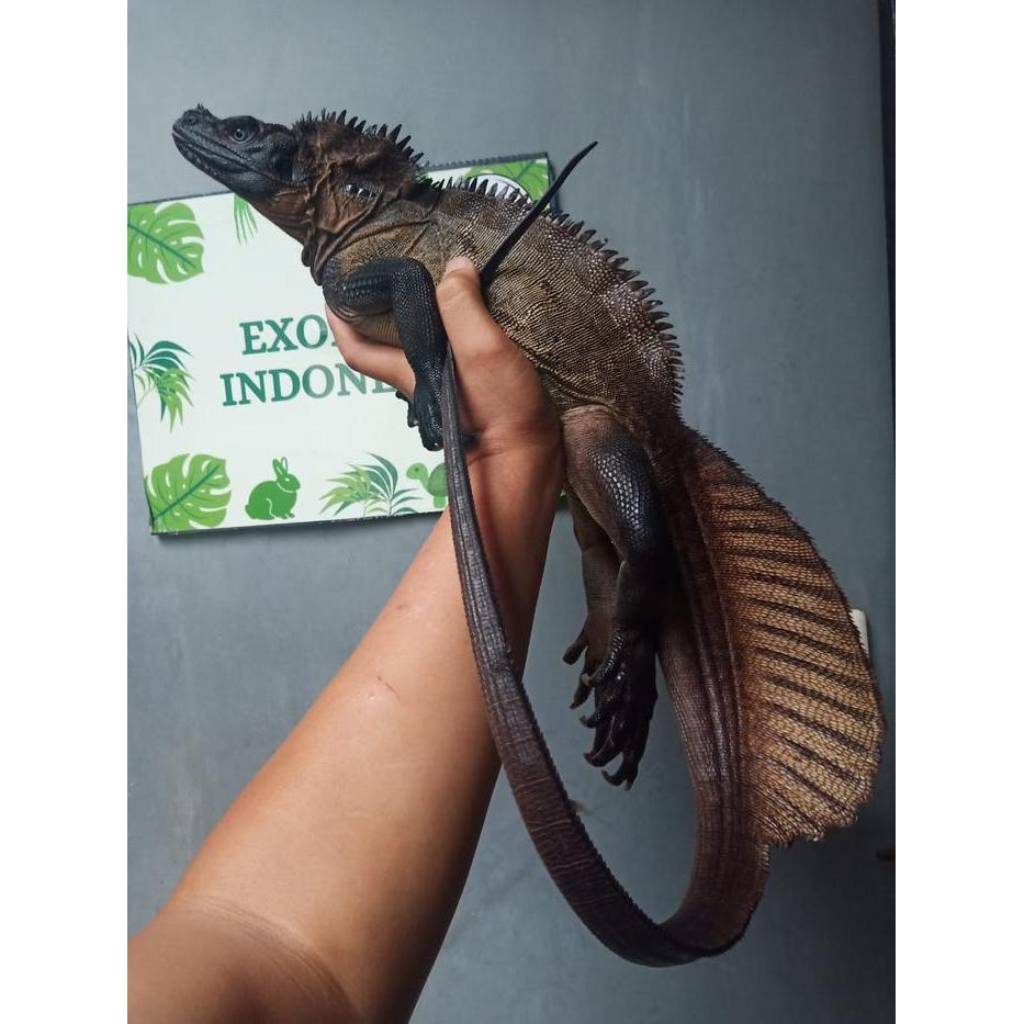 REDAY Terlaris soa layar /sailfin dragon / Hydrosaurus microlophus jumbo Promo Murah