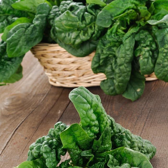 Terbaru Bibit Benih Biji Sayur Bayam Jepang Spinach Noble Giant Sayuran Import