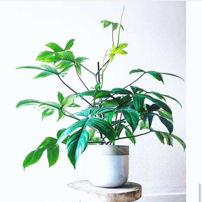 Banana Sport Tanaman Hias Philodendron Florida Green Bisa Indoor Rimbun Sudah Sama Pot