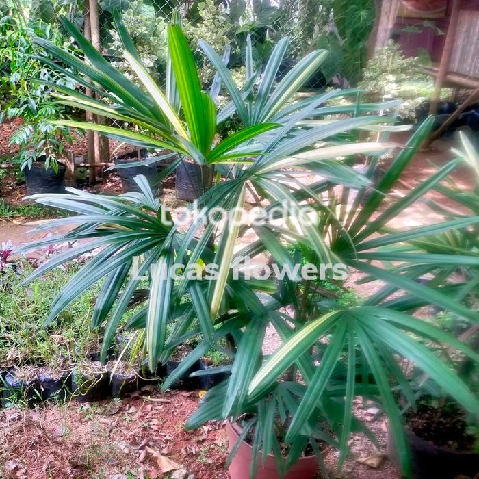 palem waregu varigata tanaman hias regu
