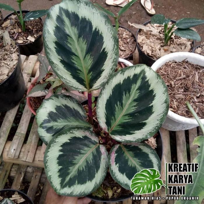Tanaman Hias Calathea Marion Asli - Calathea Marion