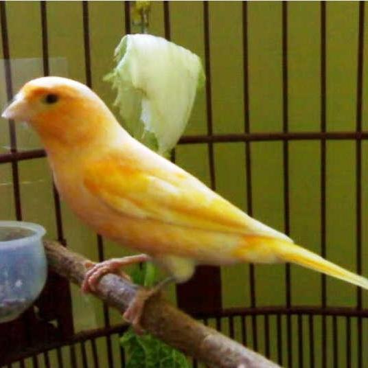 Burung Kenari Jantan Loper Gacor Suara Keras